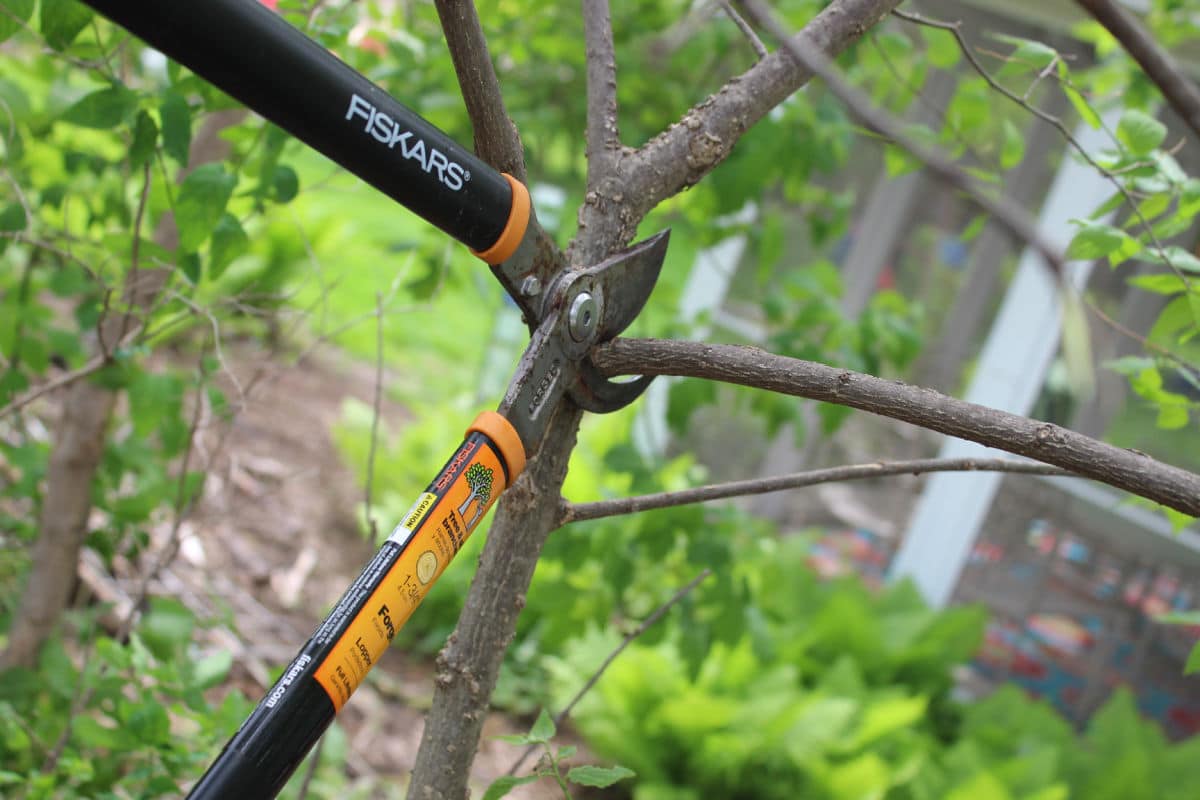 Lopper pruning sheers being used to cut small branch off a tree.