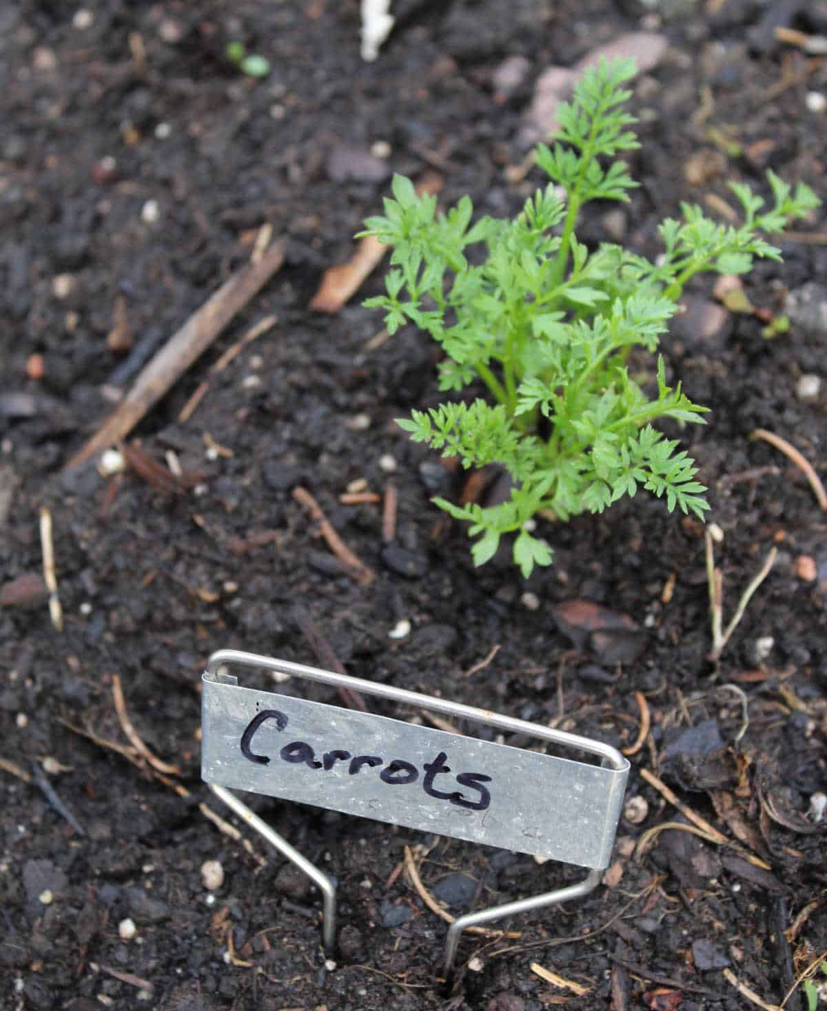 metal marker labeled carrots