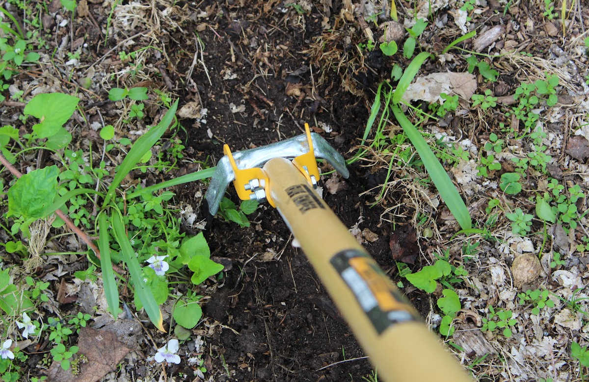 scuffle hoe with a path in the center that has been weeded.