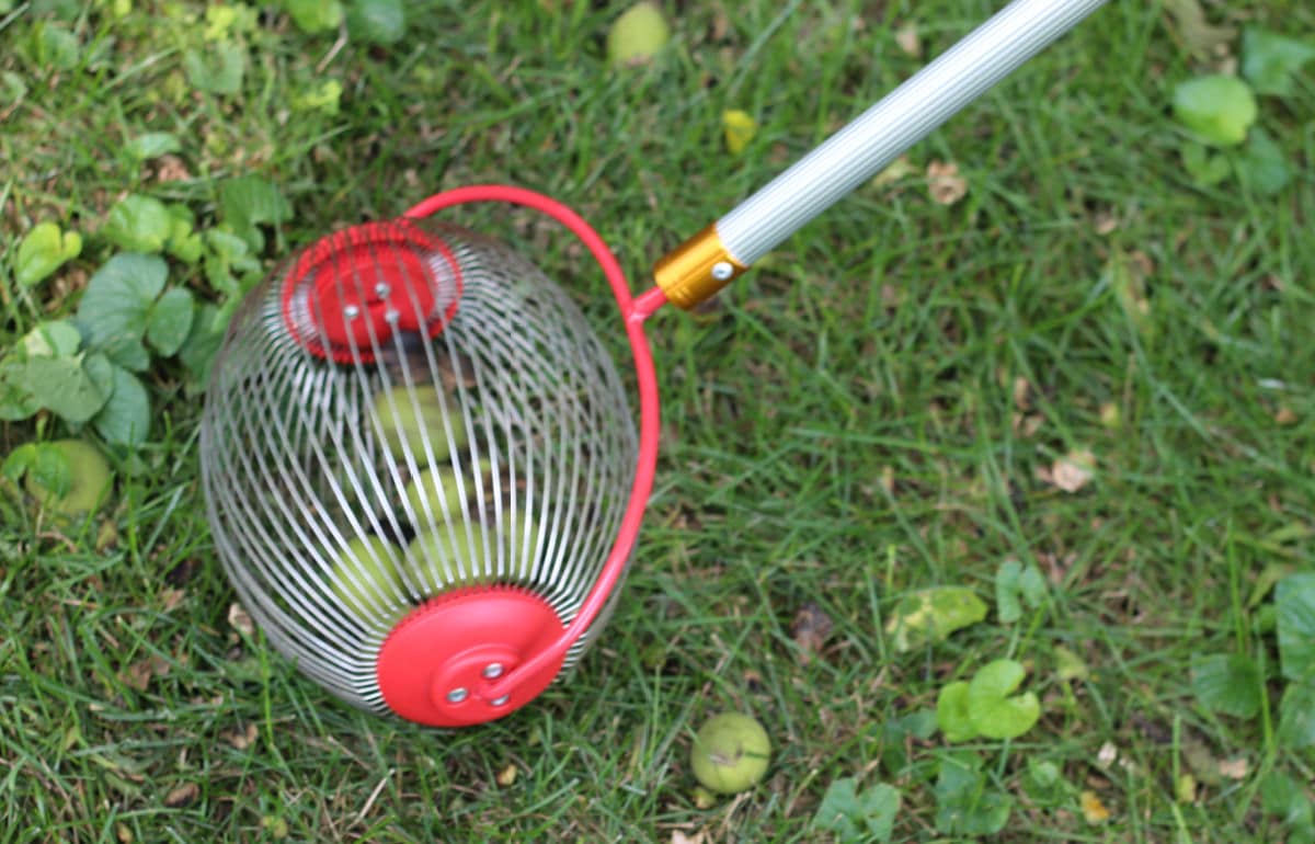 A contraption with a wired enclosure that traps walnuts.