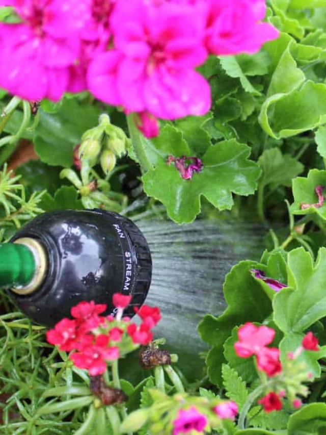 How to water your plants Momcrieff