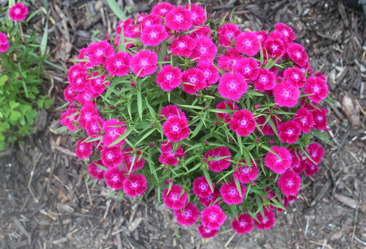 dark pink flowering dianthus.