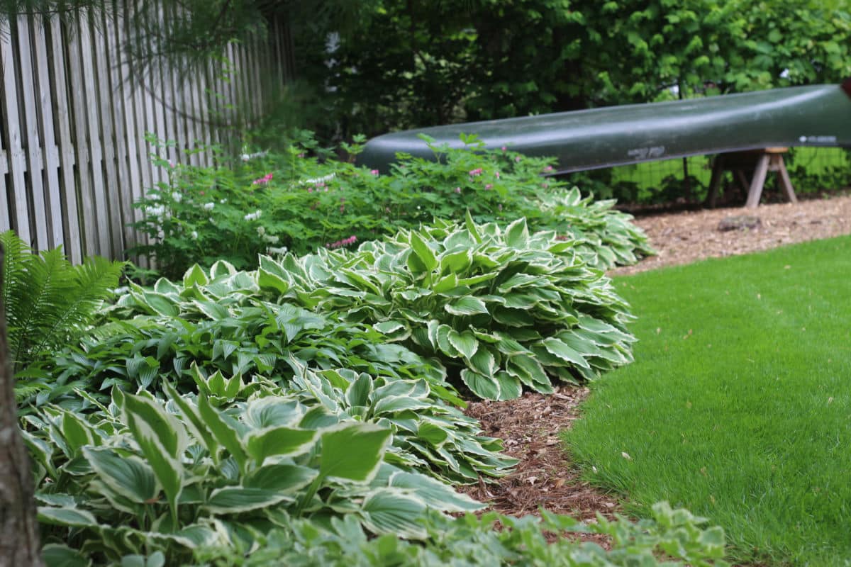 hostas growing along the side of the yard in front of a wooden privacy fence.