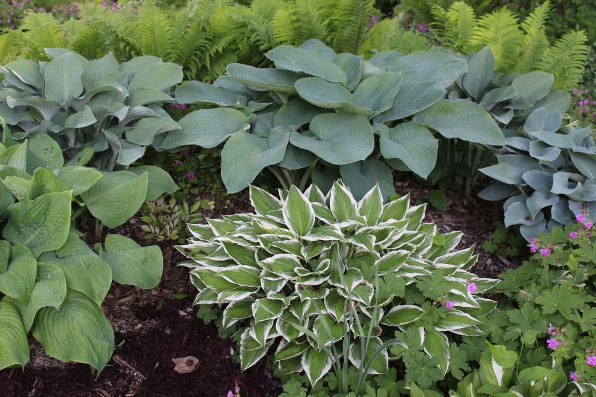 hosta garden.