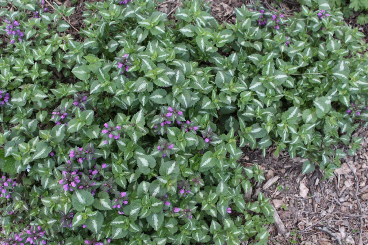 lamium plant with varigated leaves and purple flowers.