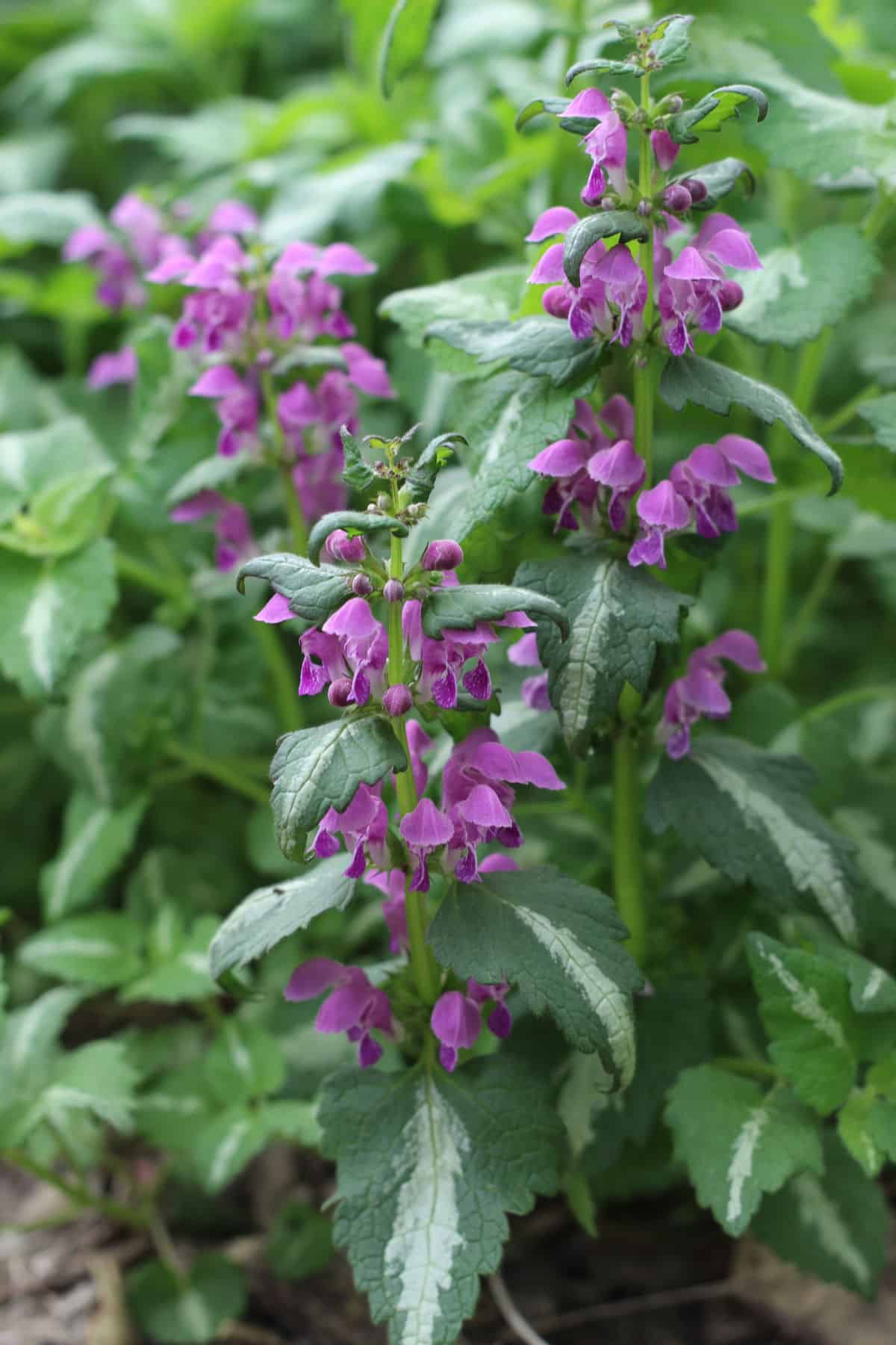 closeup of lamium purple flower.