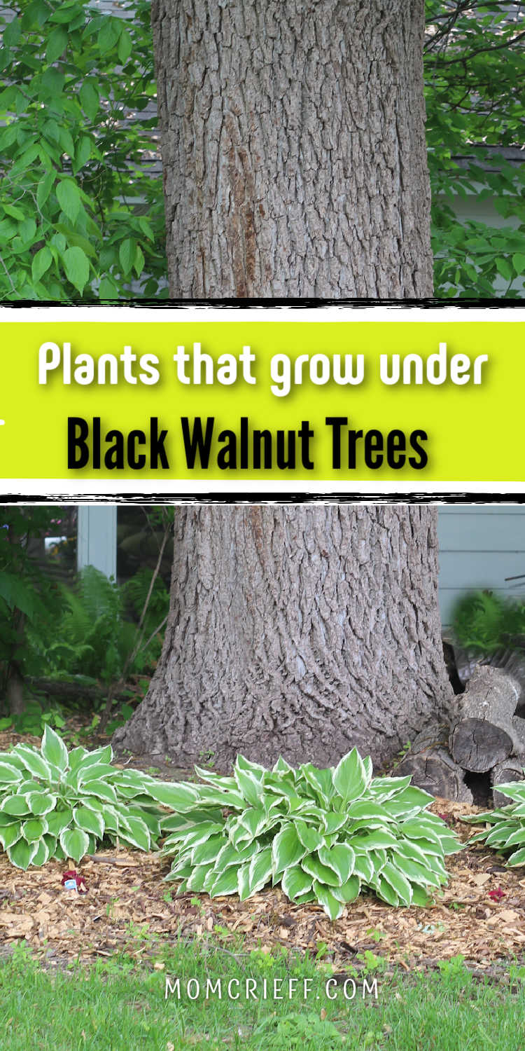 black walnut tree with hostas growing around the trunk. 