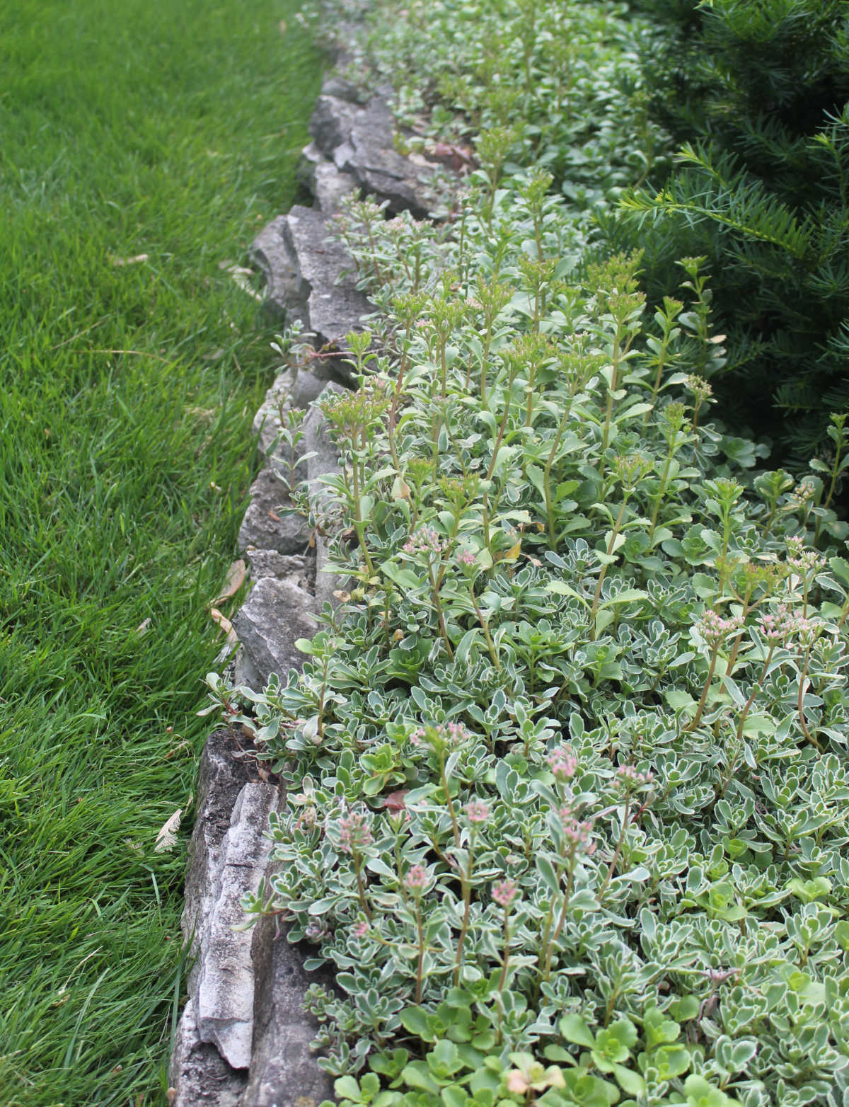 Sedum growing as a ground cover.