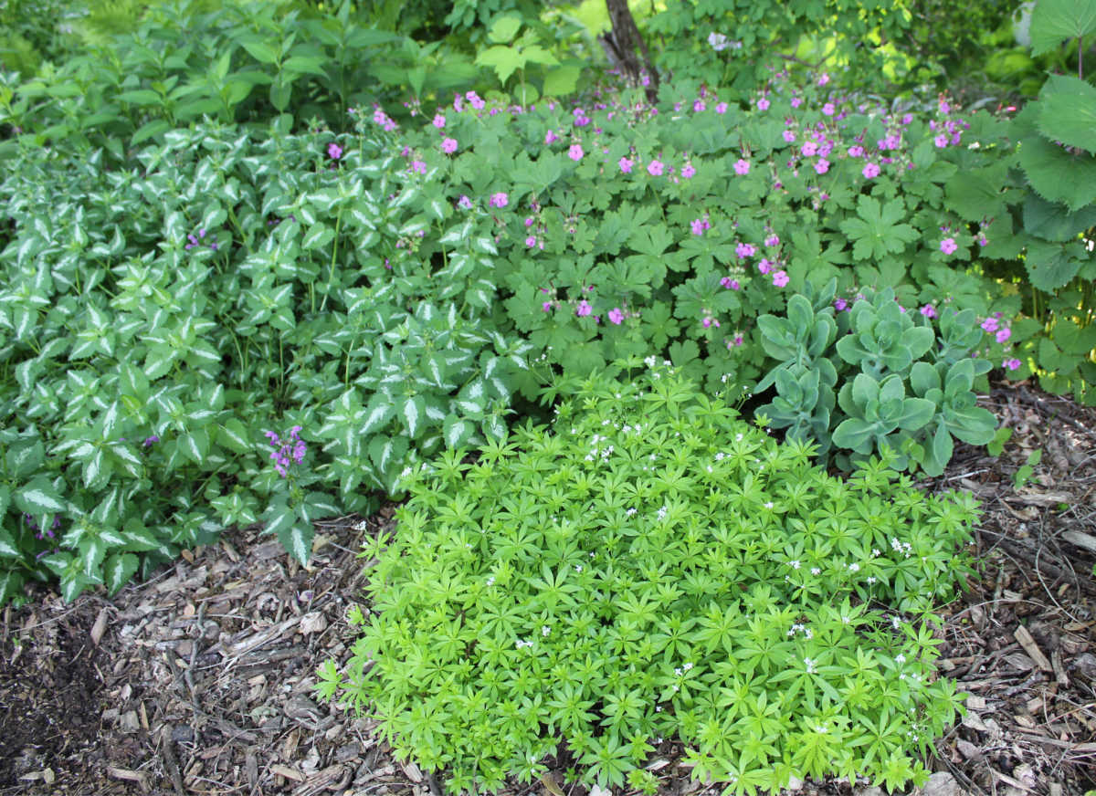 A veiw of shade ground cover plants with small pink flowers.