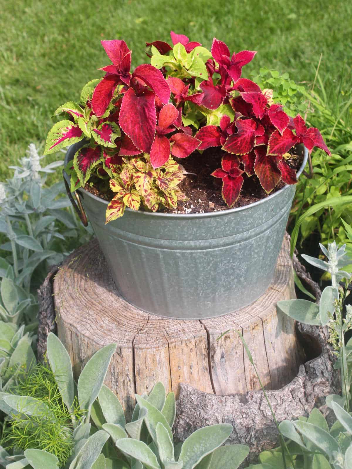 brightly colored coleus plant in a metal tub on a tree stump.