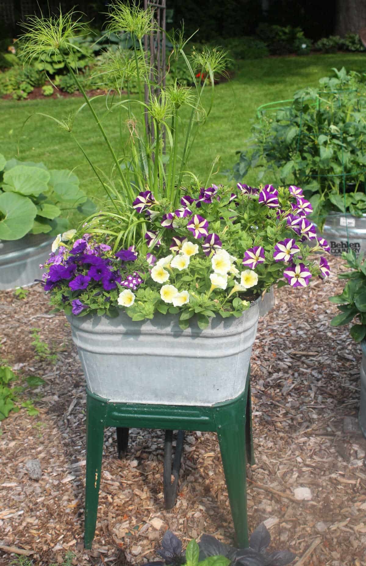 Old laundry tub filled with purple and yellow petunias.