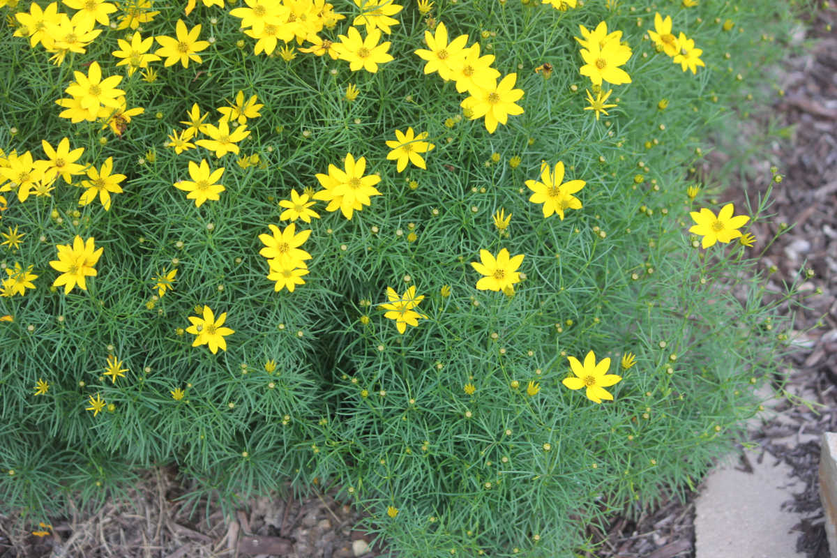 A coreopsis plant with small yellow flowers.