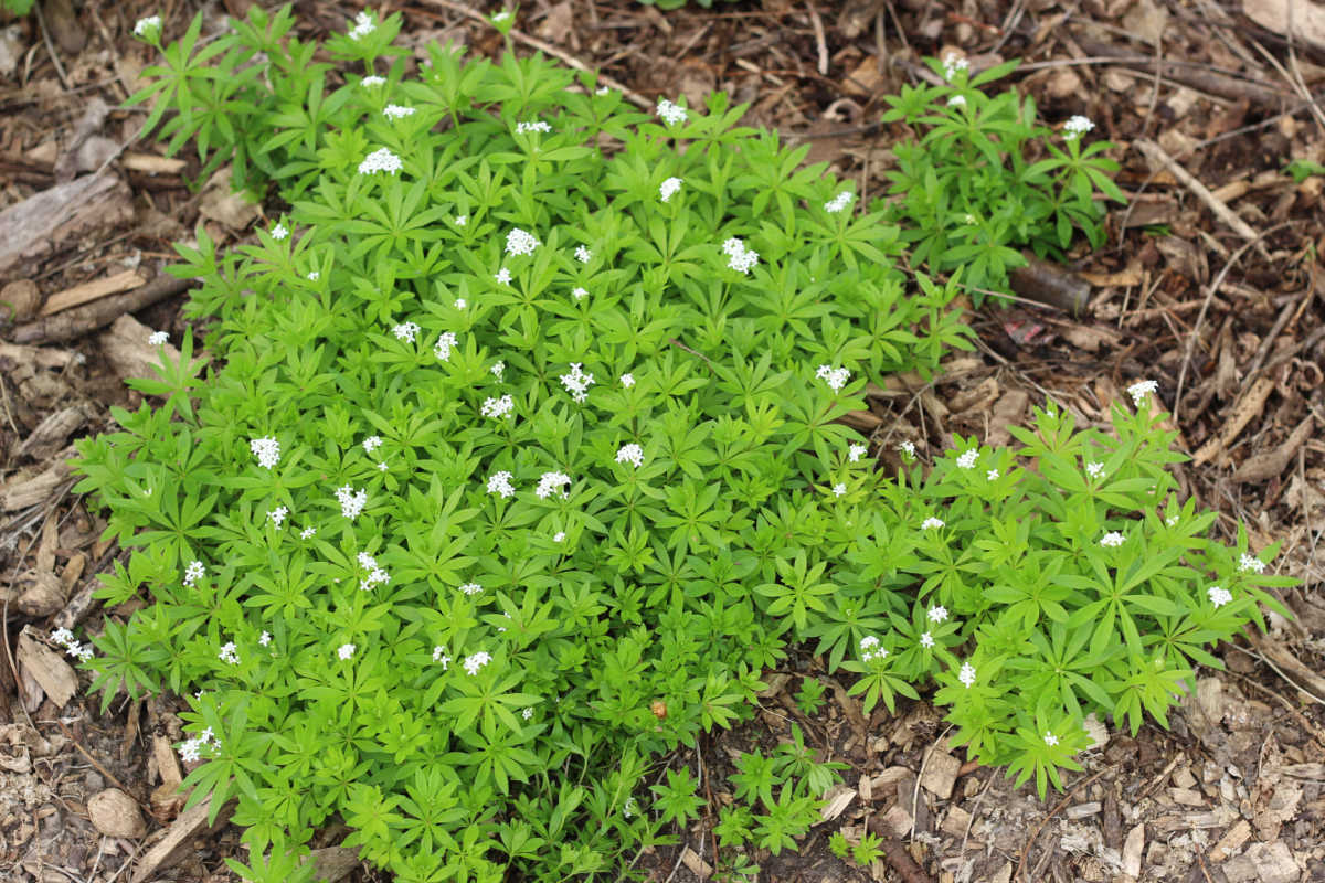 sweet woodruff plant with small white flowers.