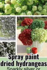 Hydrangeas growing on a shrub. Images of silver spray painted hydrangeas and christmas themed red and green ones.