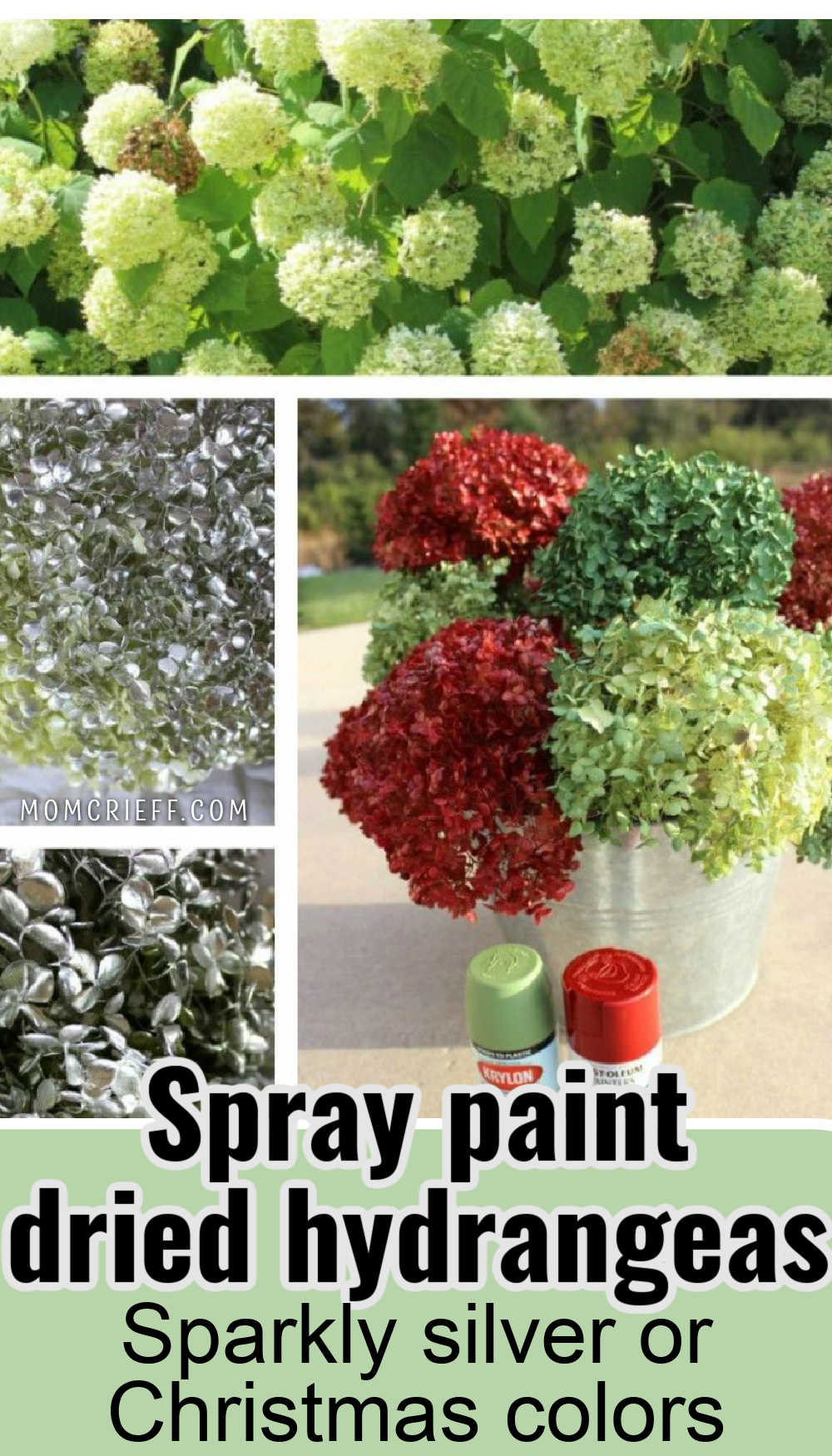 Hydrangeas growing on a shrub. Images of silver spray painted hydrangeas and christmas themed red and green ones.