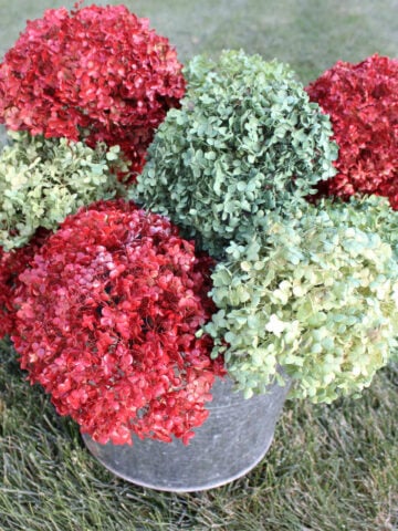 bucket full of red and green spray painted hydrangeas.