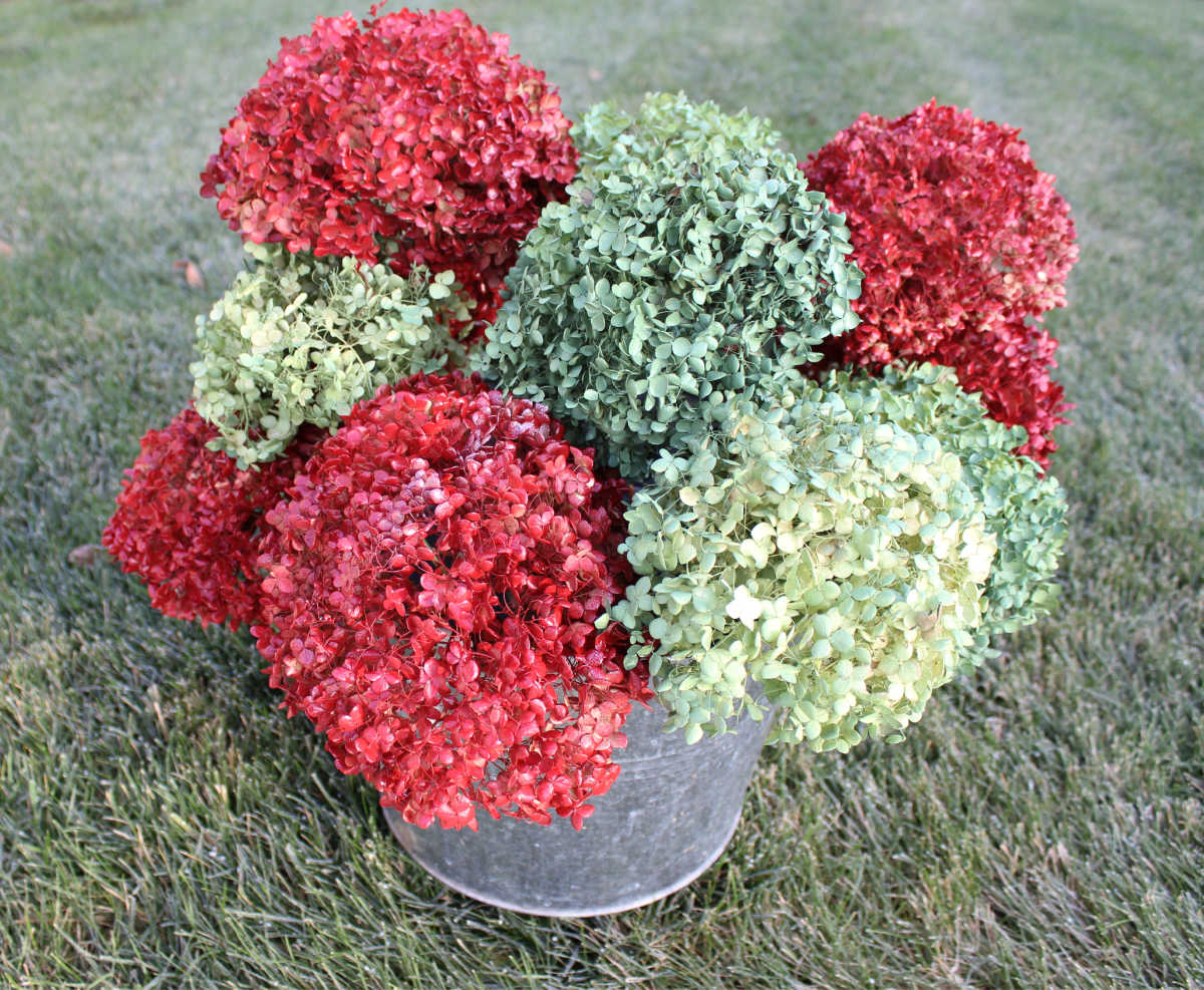 bucket full of red and green spray painted hydrangeas.