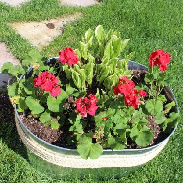 metal tub planter with red geraniums and green hostas.