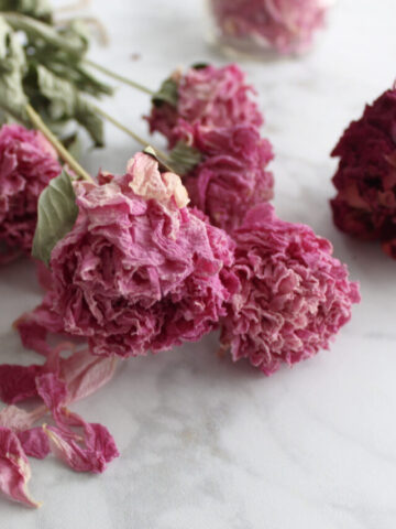 dried pink peonies with dried peony petals in the foreground and a dark pink dried peony bloom to the right.