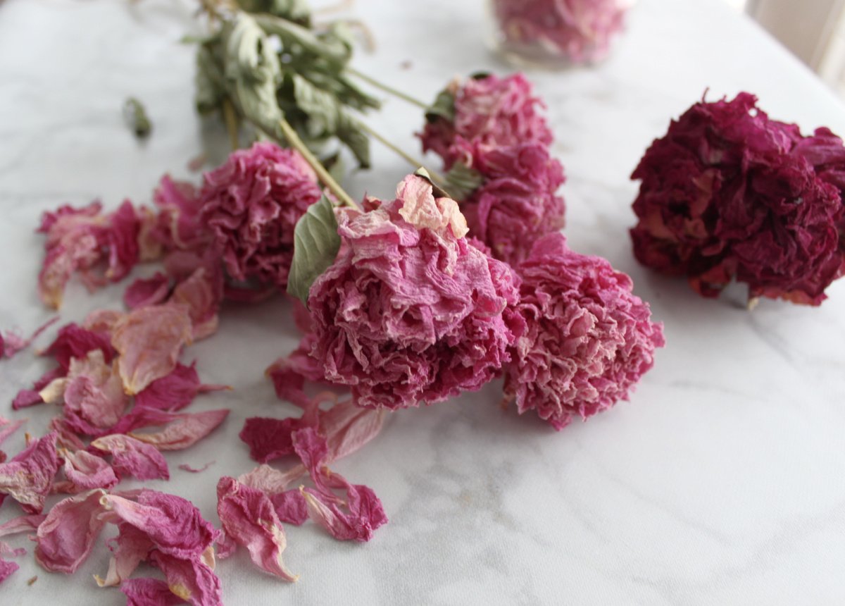 dried pink peonies with dried peony petals in the foreground and a dark pink dried peony bloom to the right. 