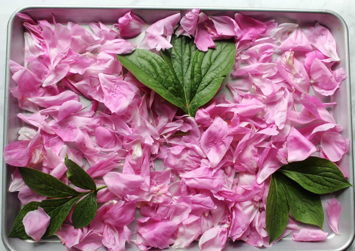 peony flower petals on a baking sheet with a few green peony leaves for contrast.