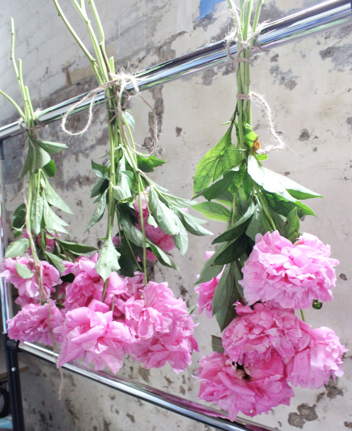 Three small bouquets of bright pink peony's hung upside down to dry.
