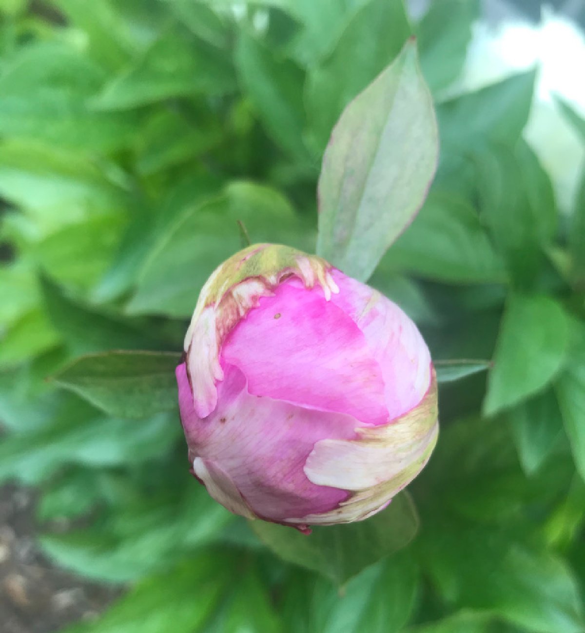 a darker pink peony bud against the dark green peony leaves