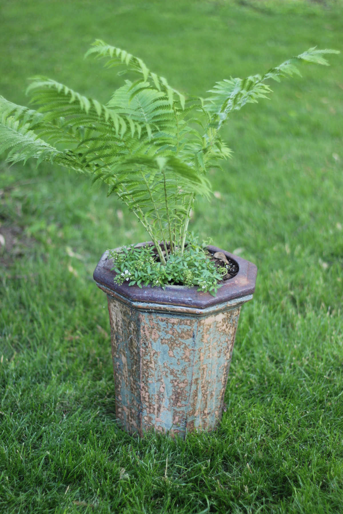 narrow but tall flower pot with a fern in it.