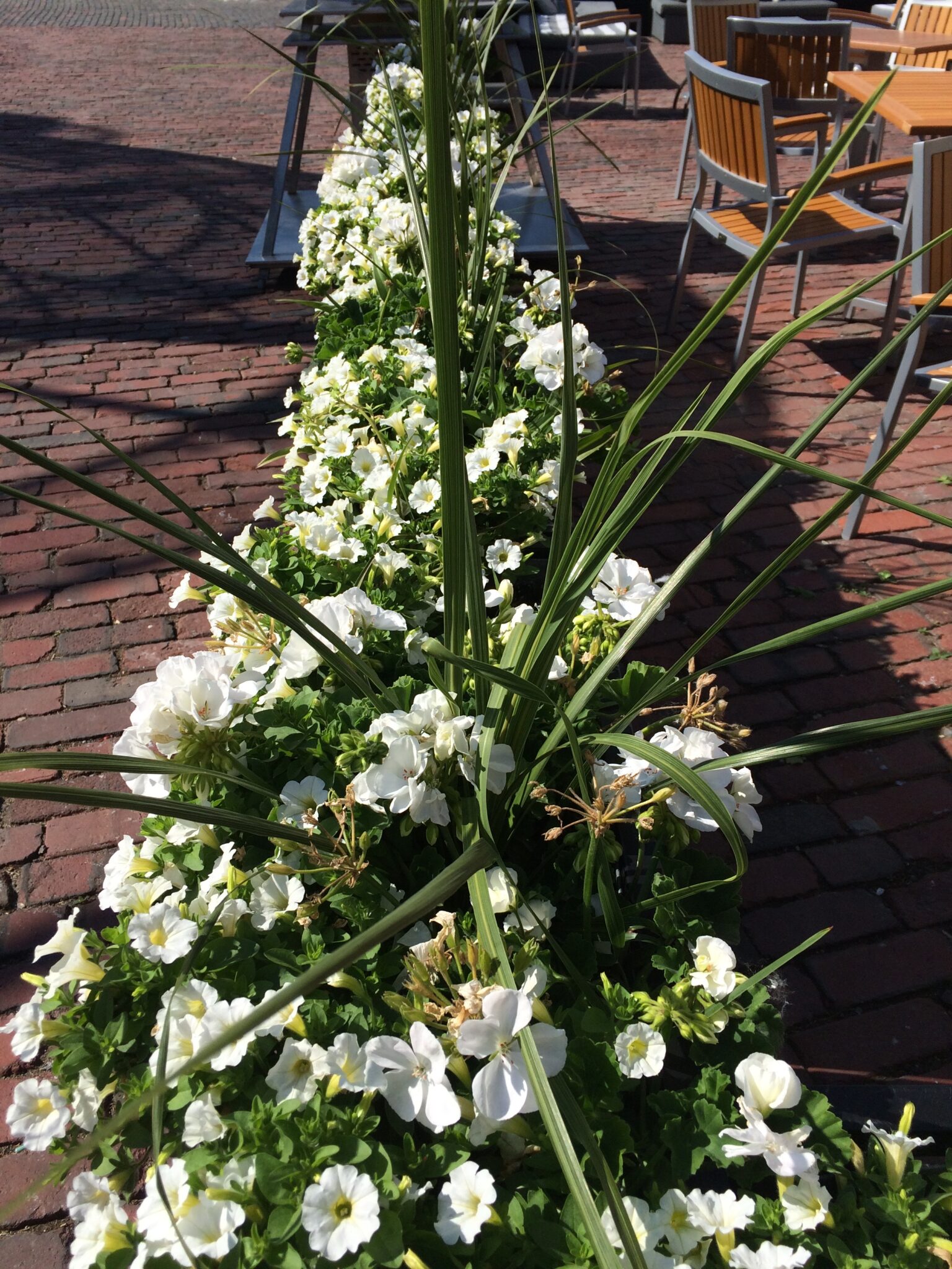 White flowering plants including petunias and geraniums with green spikes in a planter shaped like a hedge.