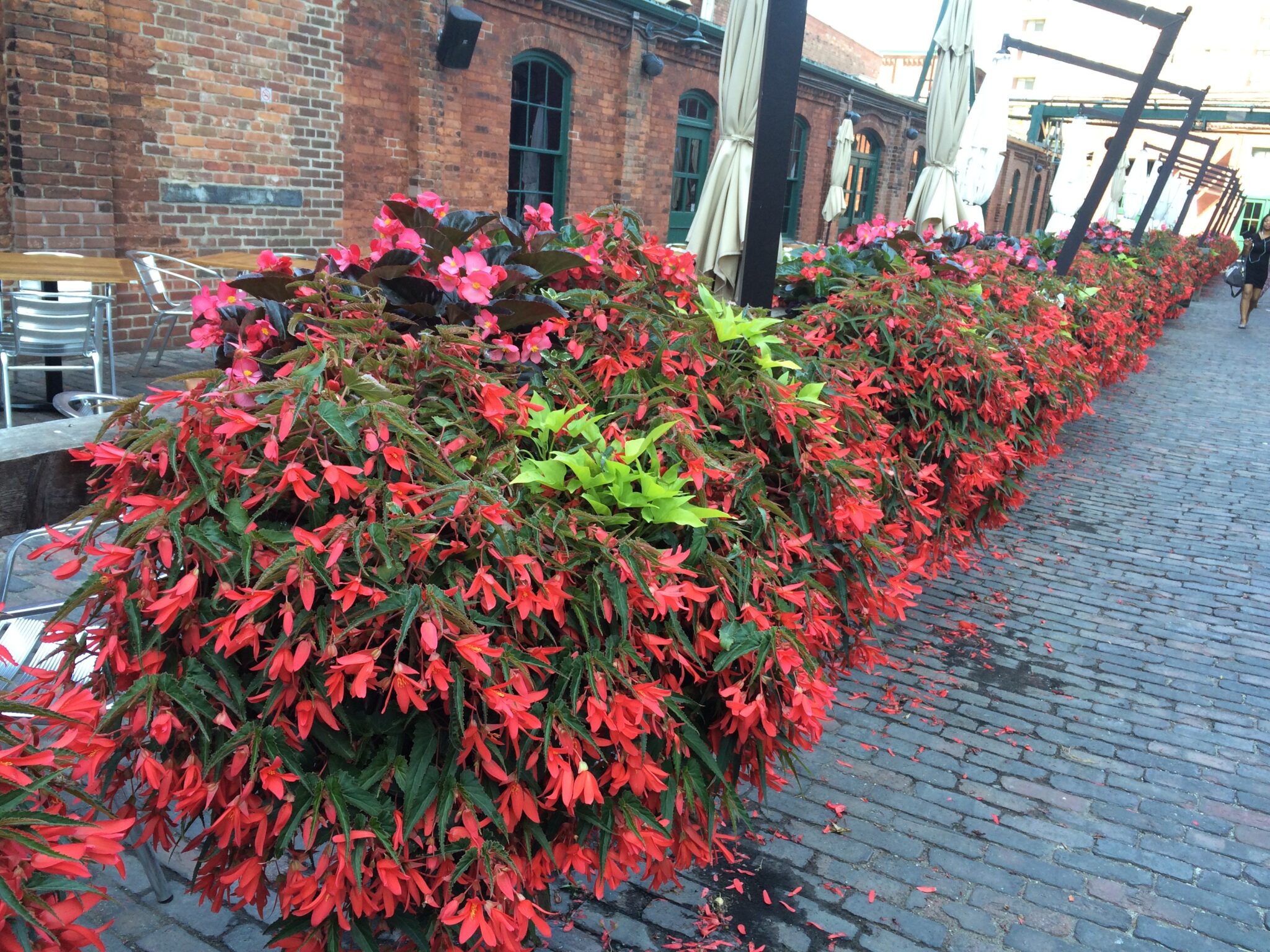 Red flowering begonias shaped like a hedge in planters in a row.