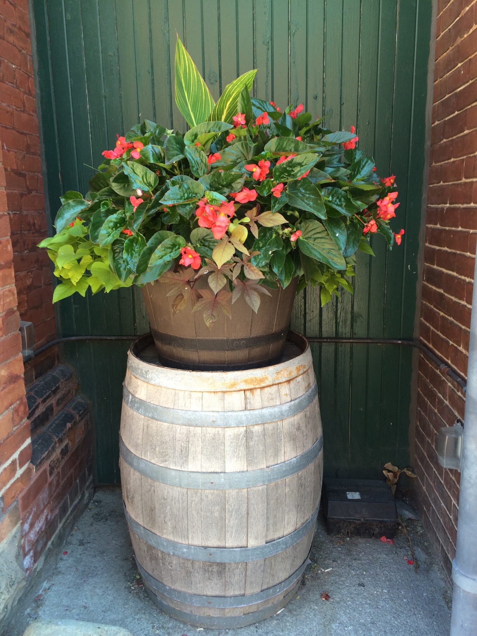 A planter on top of a barrel.  Green foilage and dark orange plants look pretty in a cove with red brick sides and a dark green wall in the background