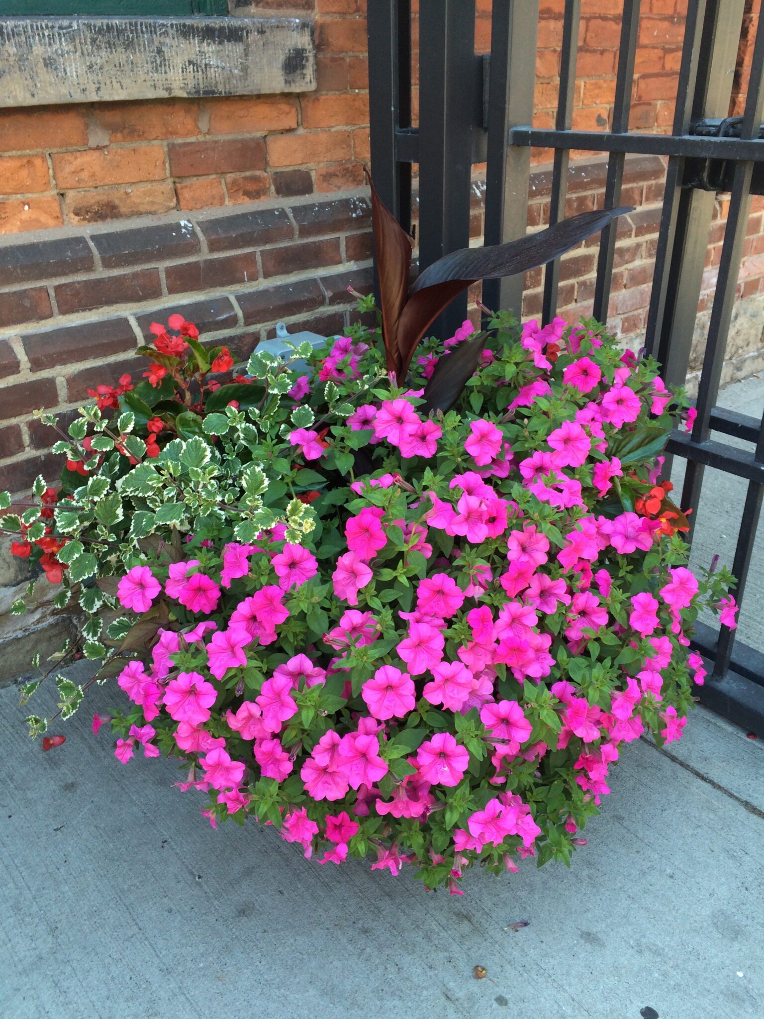planter with beautiful bright pink petunias