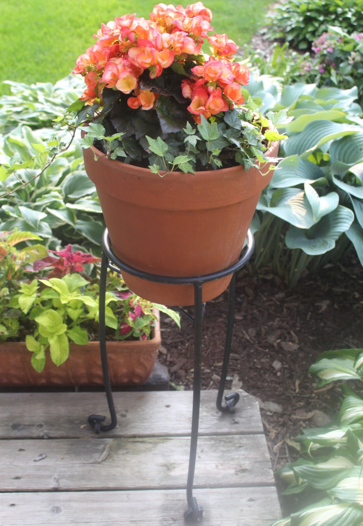 Orange begonia in a clay pot on a plant stand to create a tall planter.