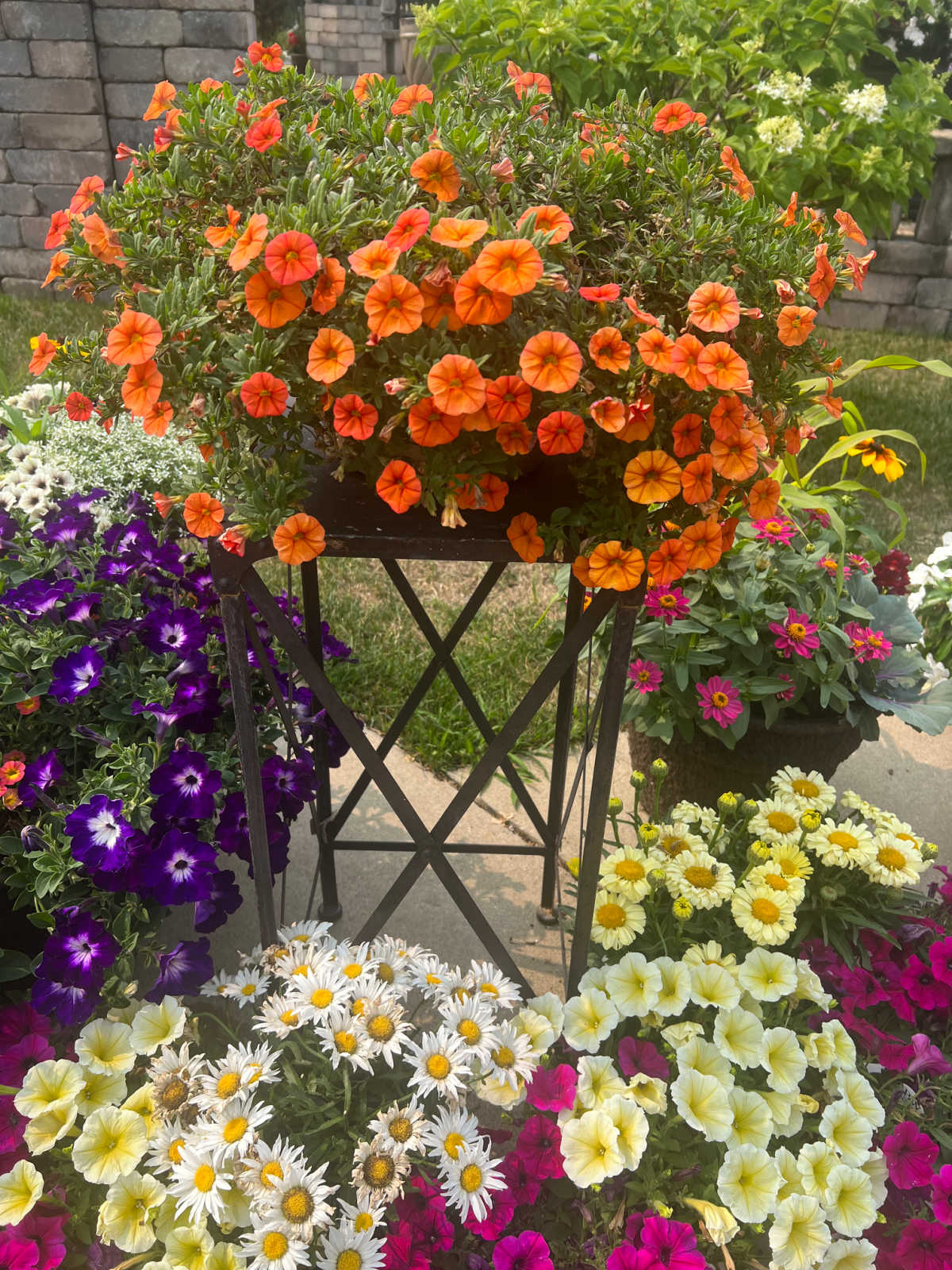 flowering orange plant on a plant stand with yellow, purple and fushia flowering plants in flower pots around it.