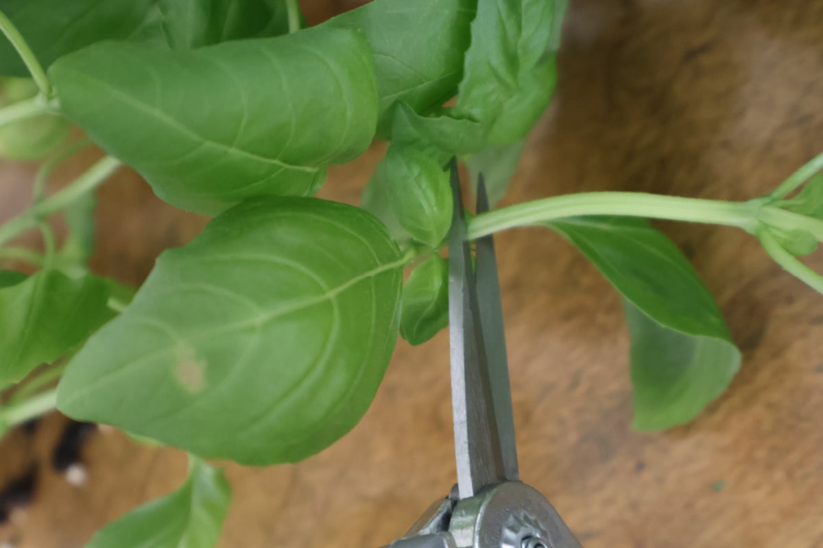 a basil stem being cut just above a set of double leaves.