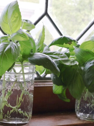 a few basil clippings in two small mason jars sitting on a window ledge.