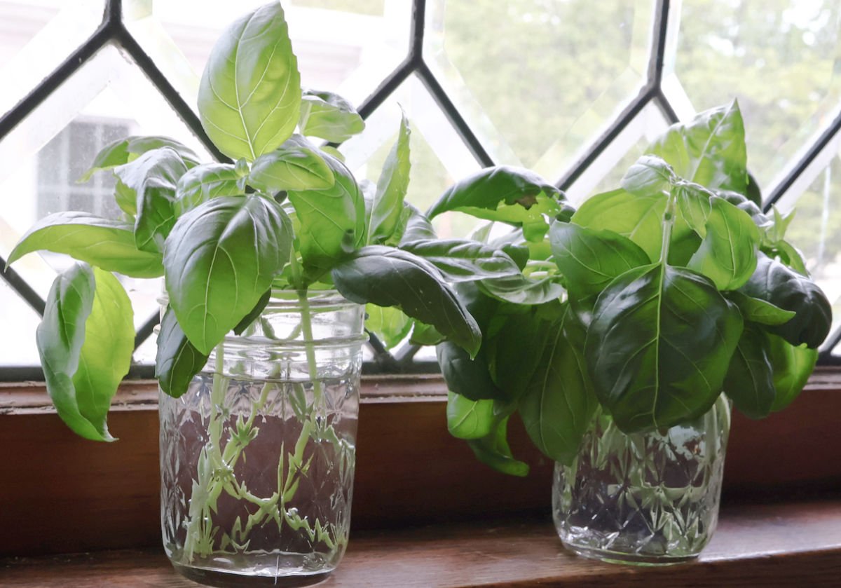 a few basil clippings in two small mason jars sitting on a window ledge.