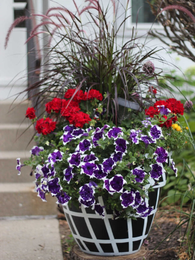 Planters   Containers