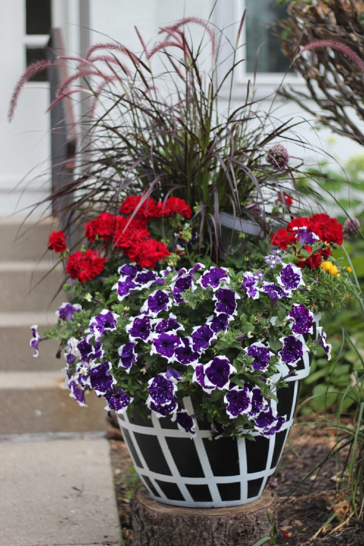 black and white painted flower pot with red geraniums, purple and white petunias and tall purple fountain grass.