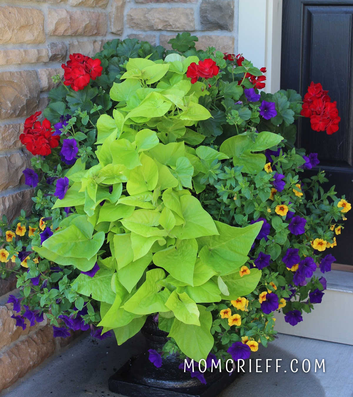 Beautiful front porch planter with red geraniums, sweet potato vines, purple petunias and yellow million bells.