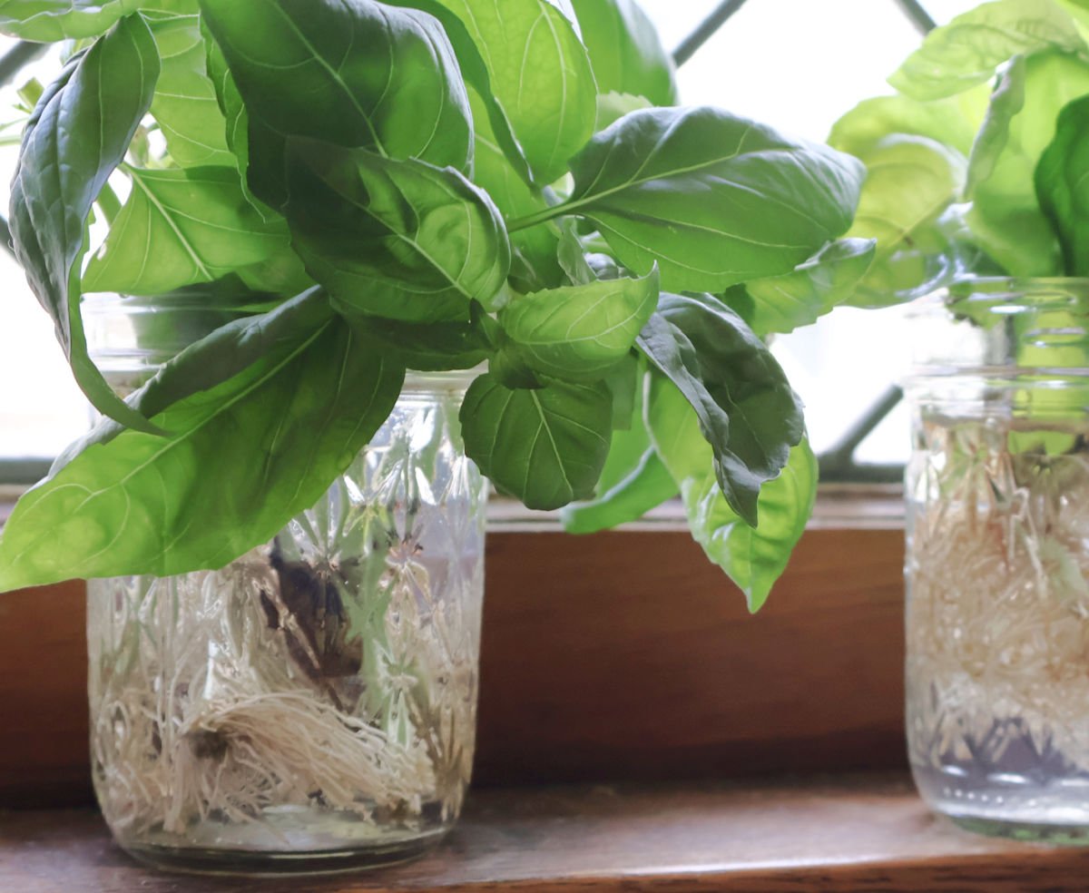 rooted basil cuttings in a mason jar of water.