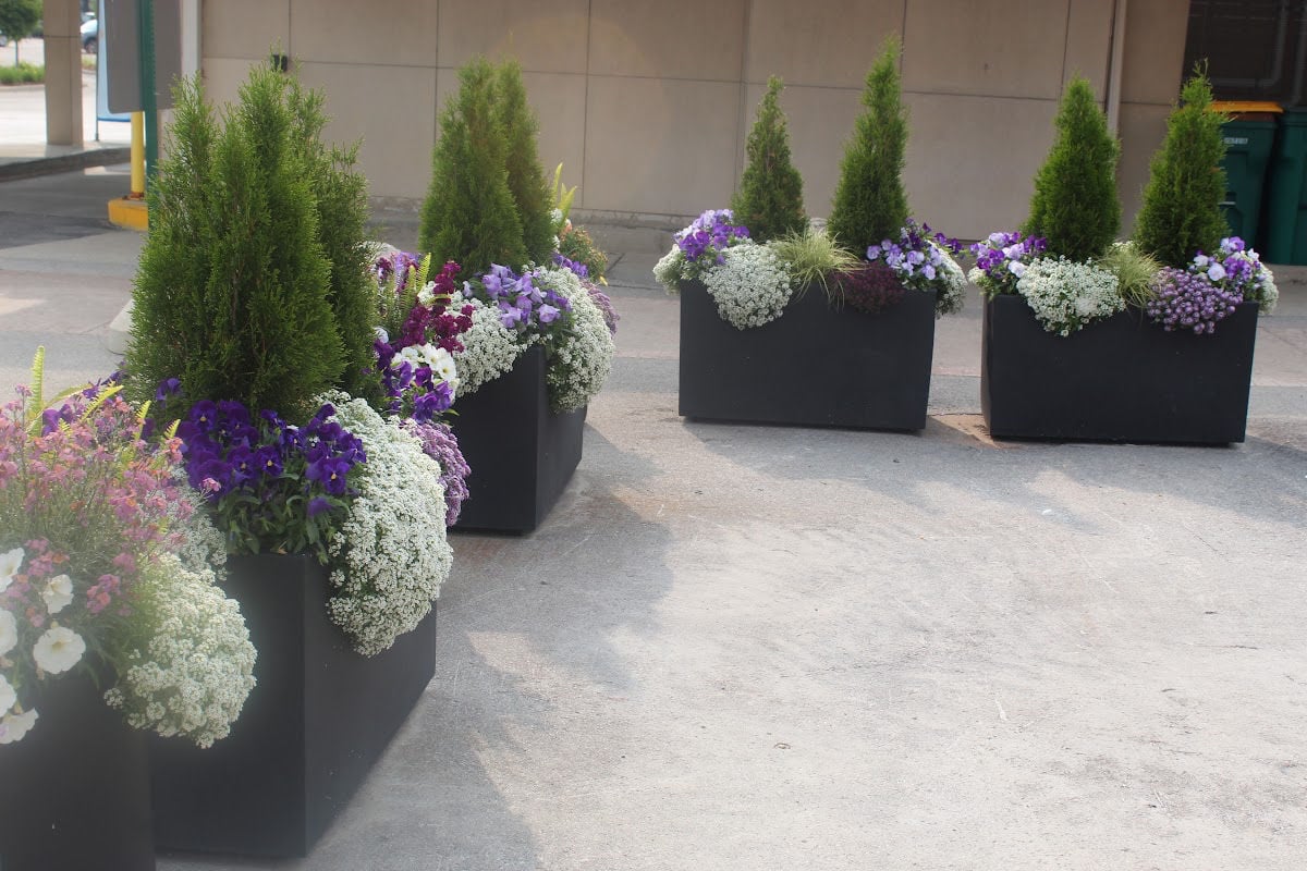 large black rectangular planters containing small arborviteas, purple petunias and alyssum  lined up to create a welcoming dining space.