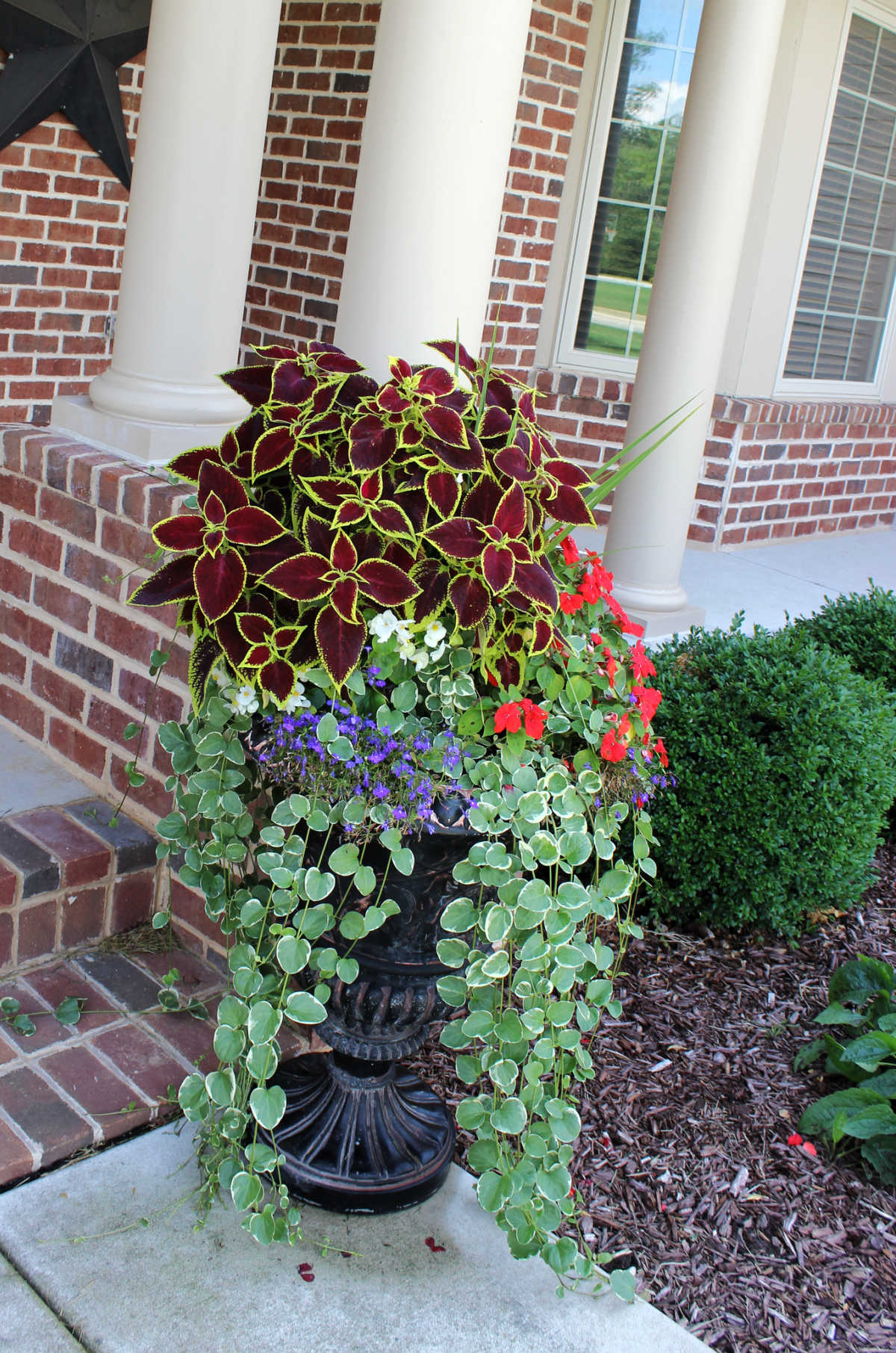 A tall shade planter with coleus, impatiens and training vinca.