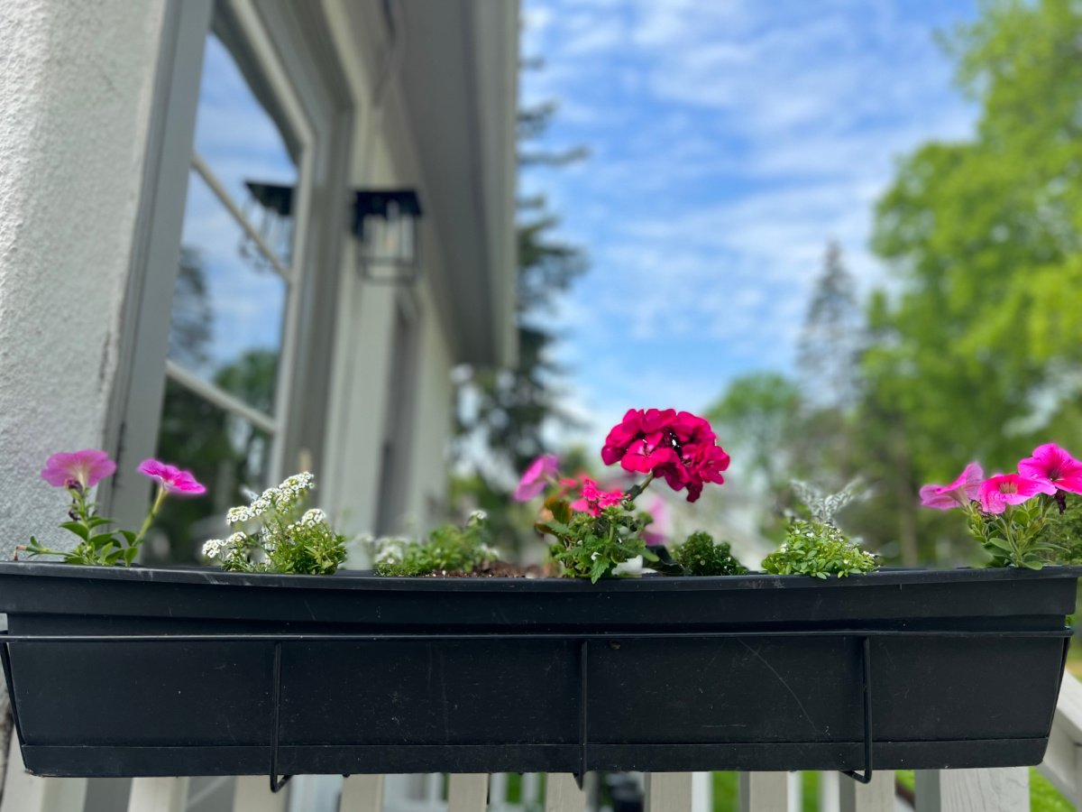 A black window box on a porch railing.  It contains two pink petunias on the end, a pink geranium in the middle and white alysum between the plants.