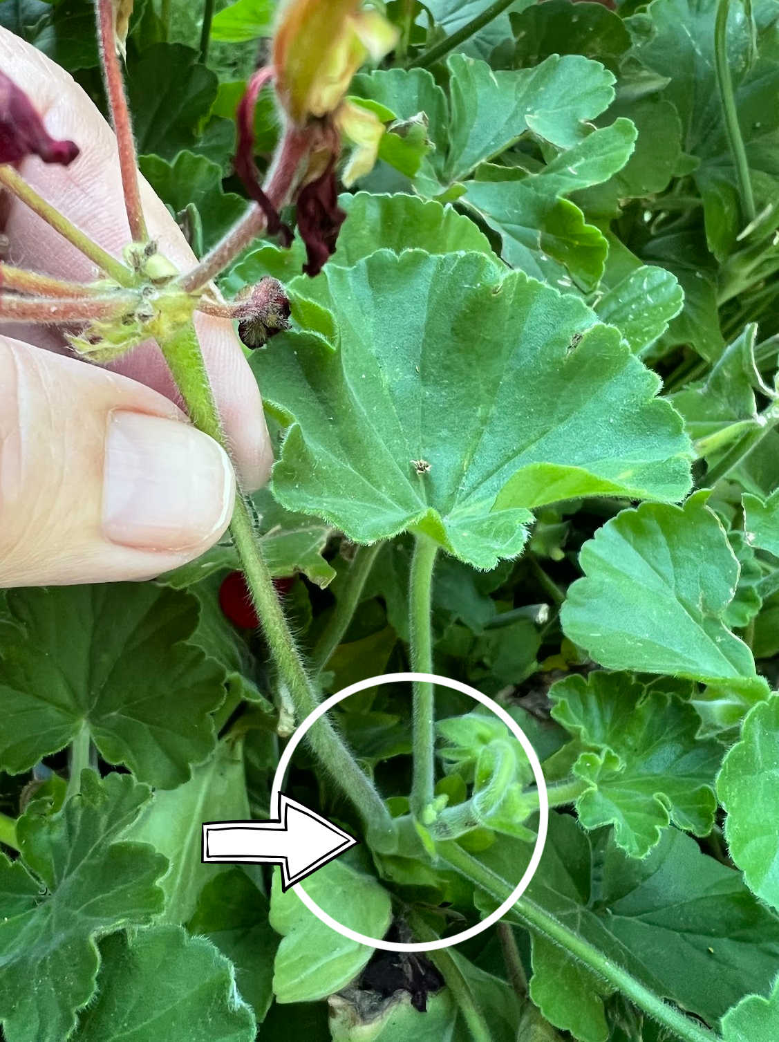 deadheading geraniums - choosing a flower that is spent to be removed