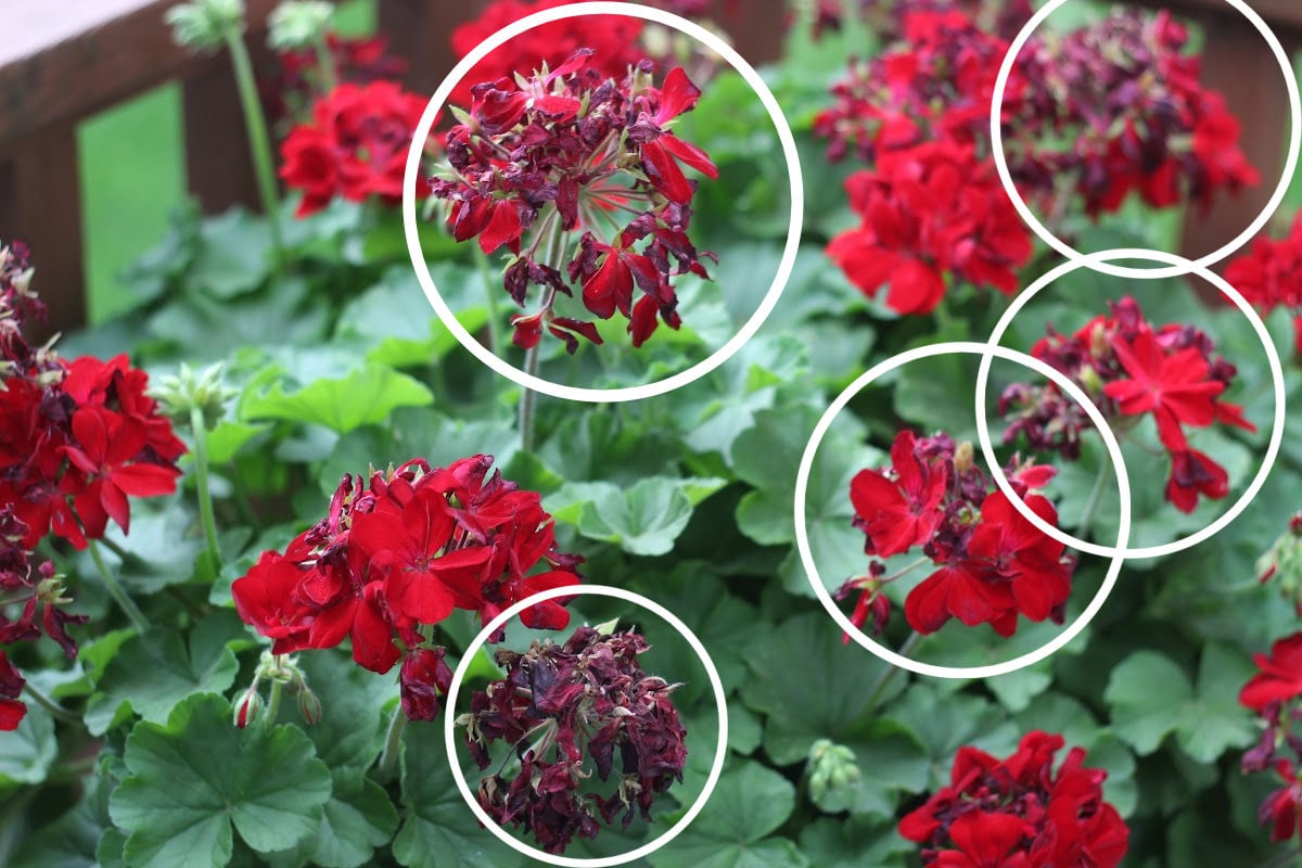 Spent geranium flowers are circled and they will be deadheaded