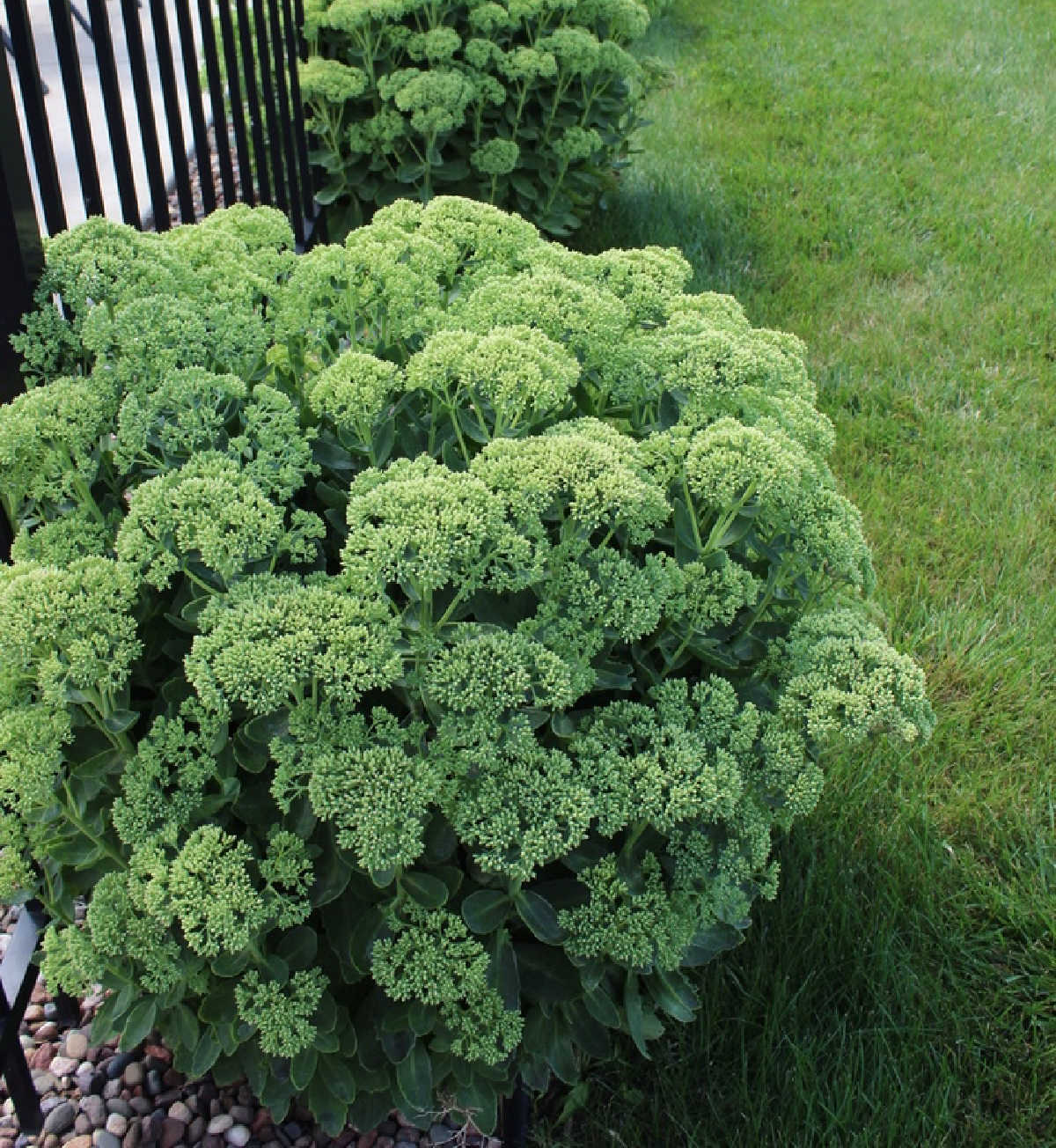 Early season autumn sedum with green flowers.